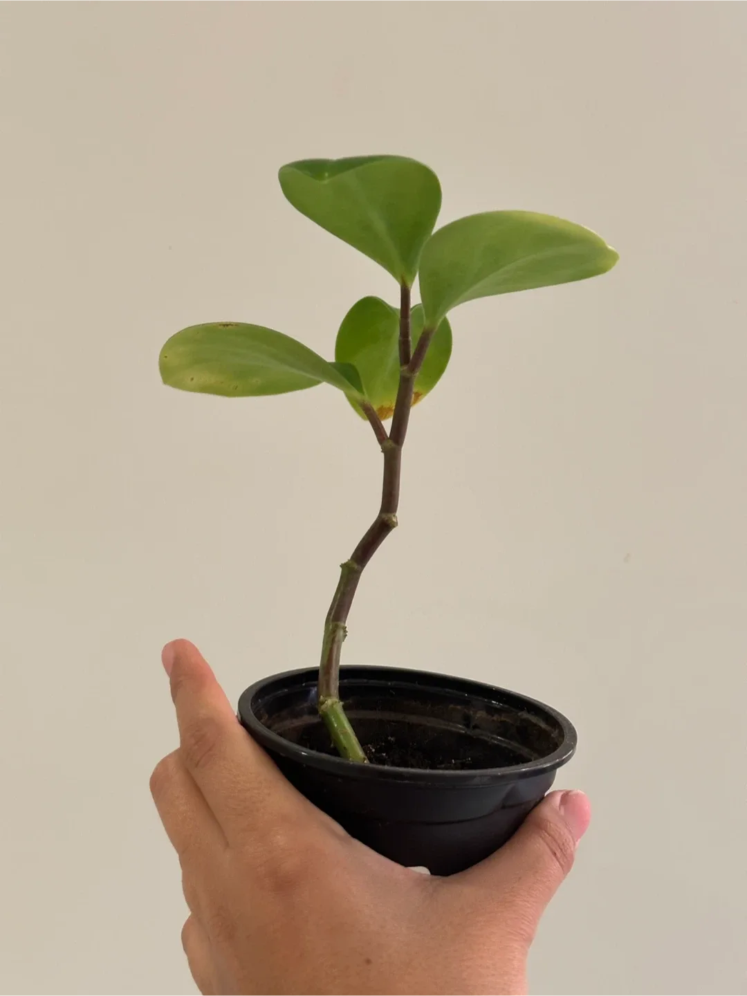 Baby Rubber Plant image indicator(2)