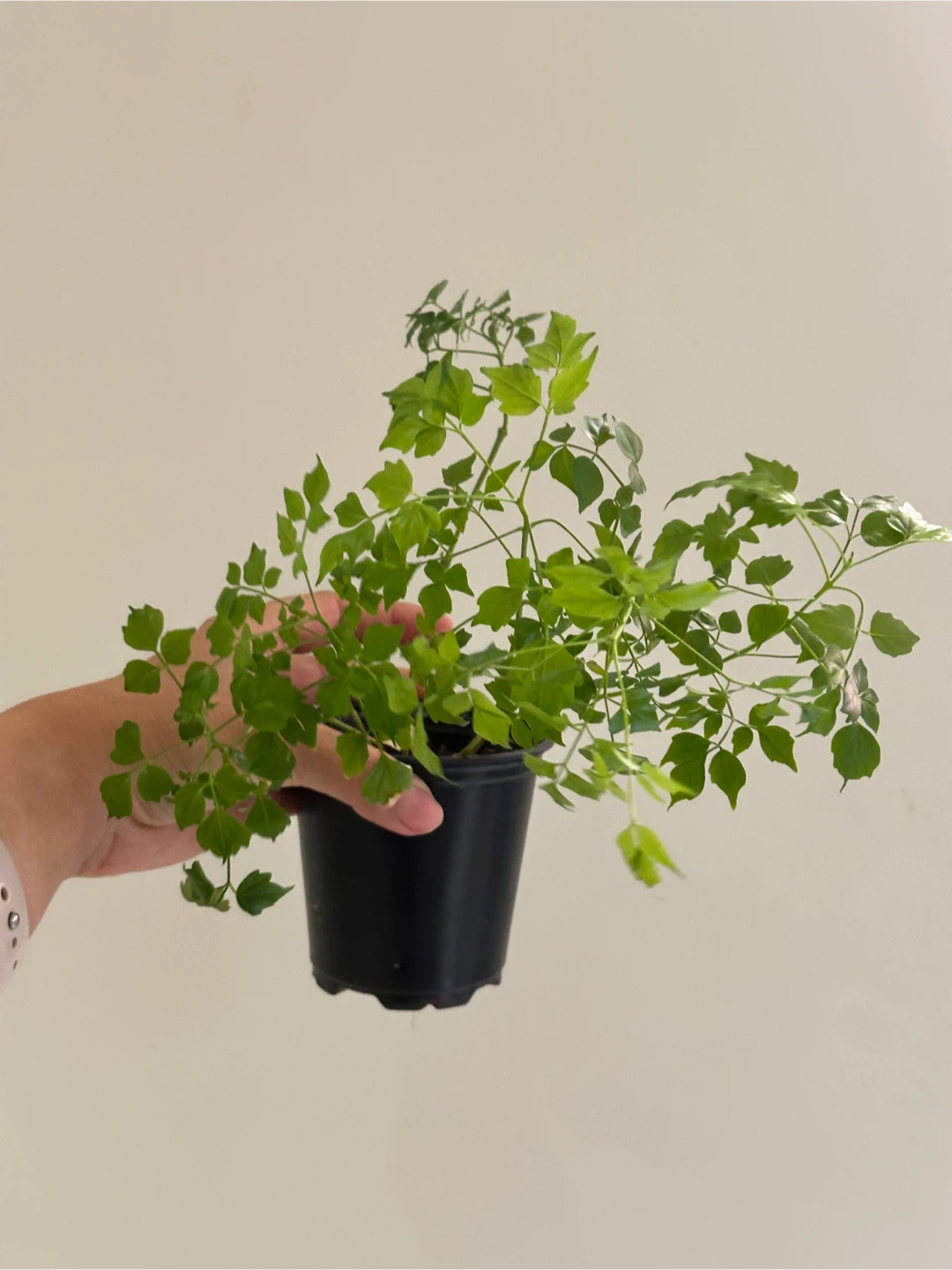 China Doll Plant