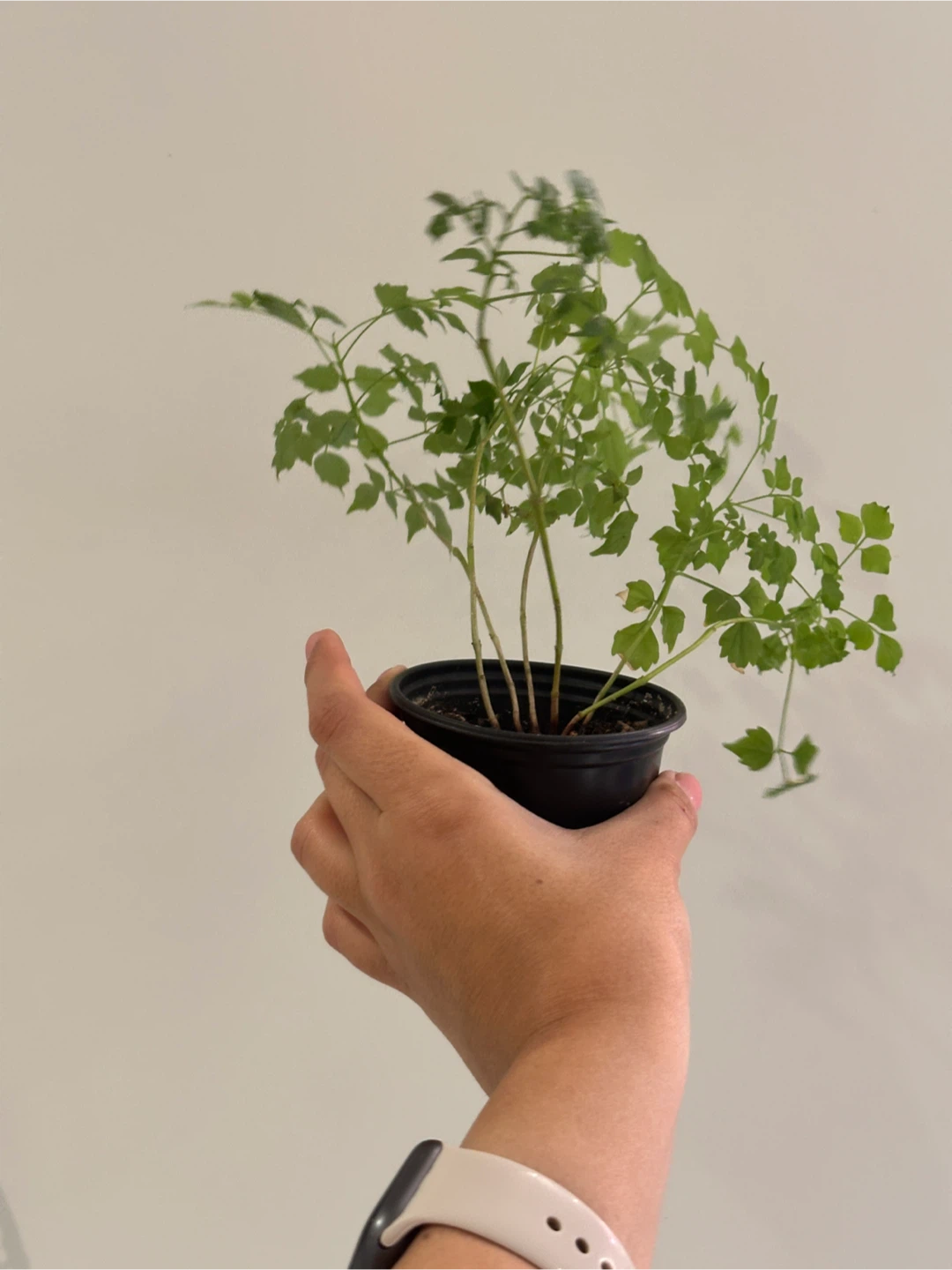 China Doll Plant - photo 2