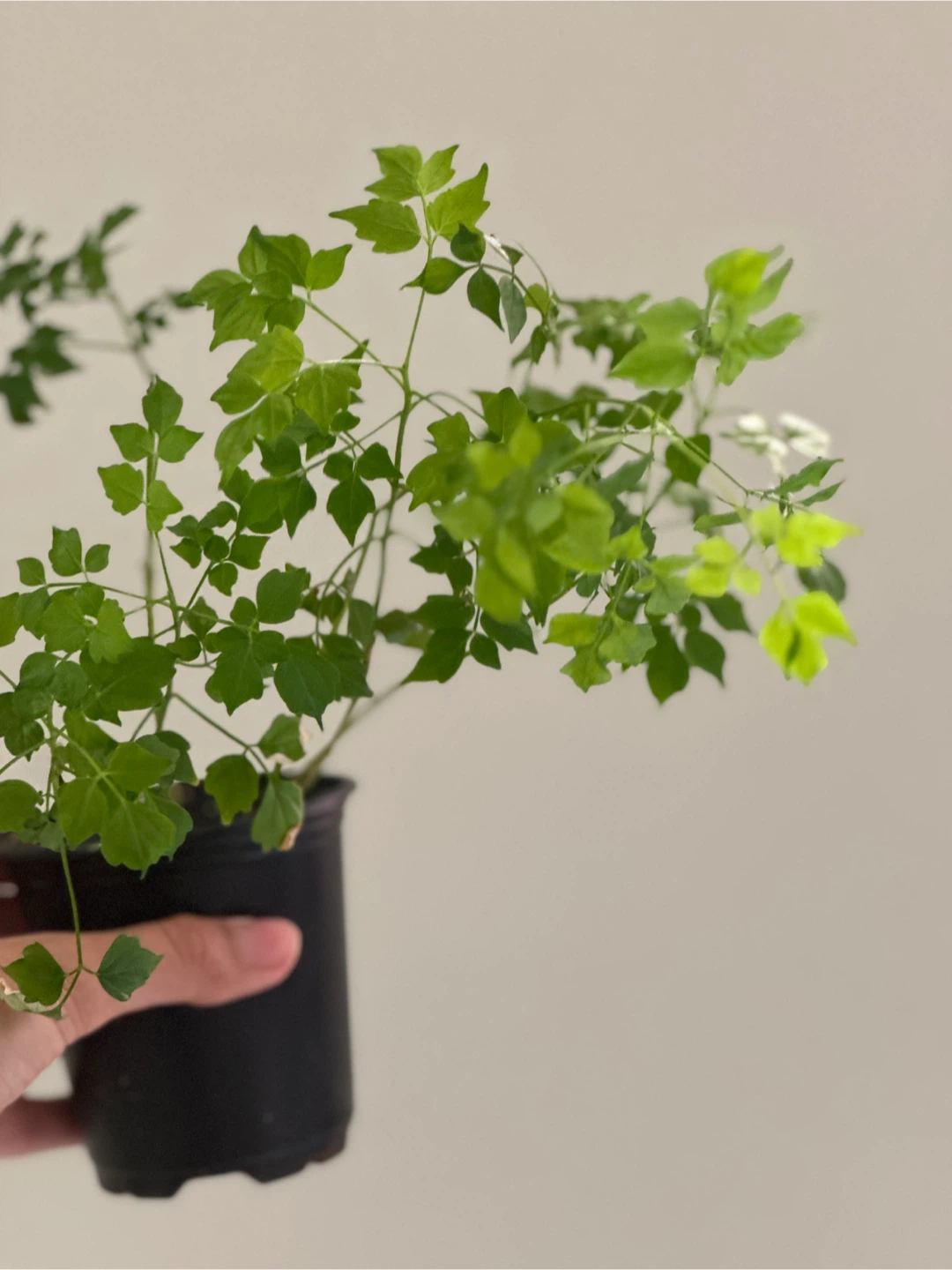 China Doll Plant - photo 3