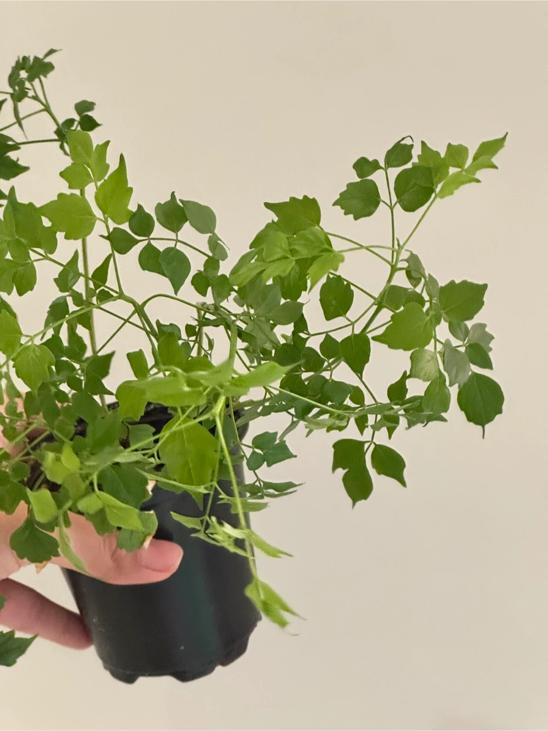 China Doll Plant - photo 4