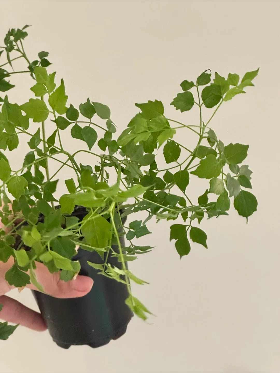 China Doll Plant image indicator(4)