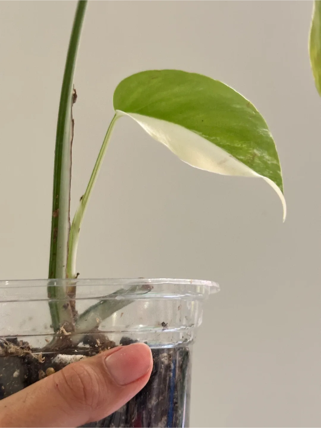 Monstera Deliciosa Albo Variegated Plant A image indicator(2)