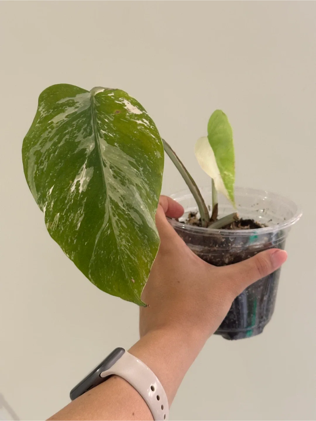 Monstera Deliciosa Albo Variegated Plant A