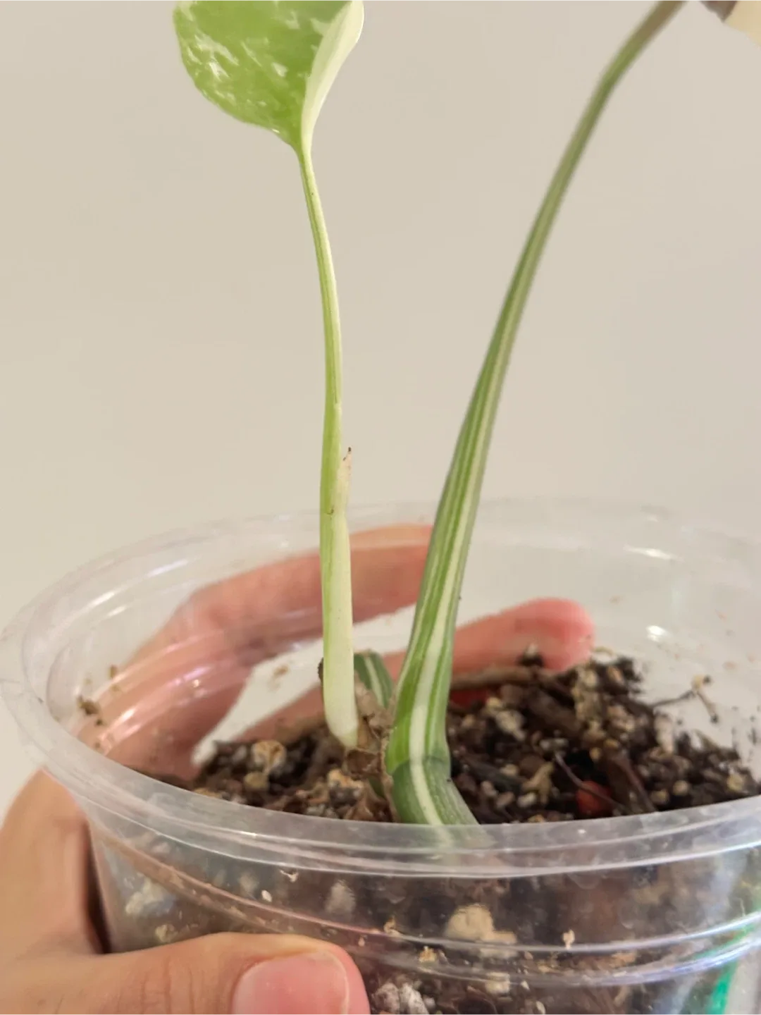 Monstera Deliciosa Albo Variegated Plant B image indicator(4)