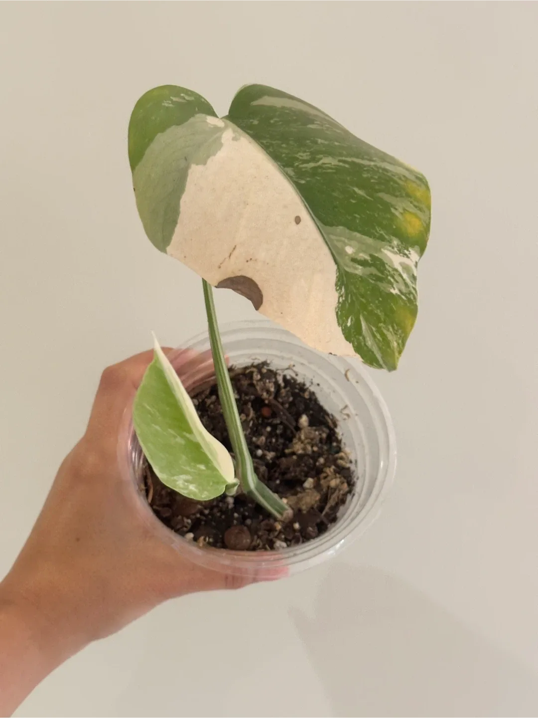 Monstera Deliciosa Albo Variegated Plant B