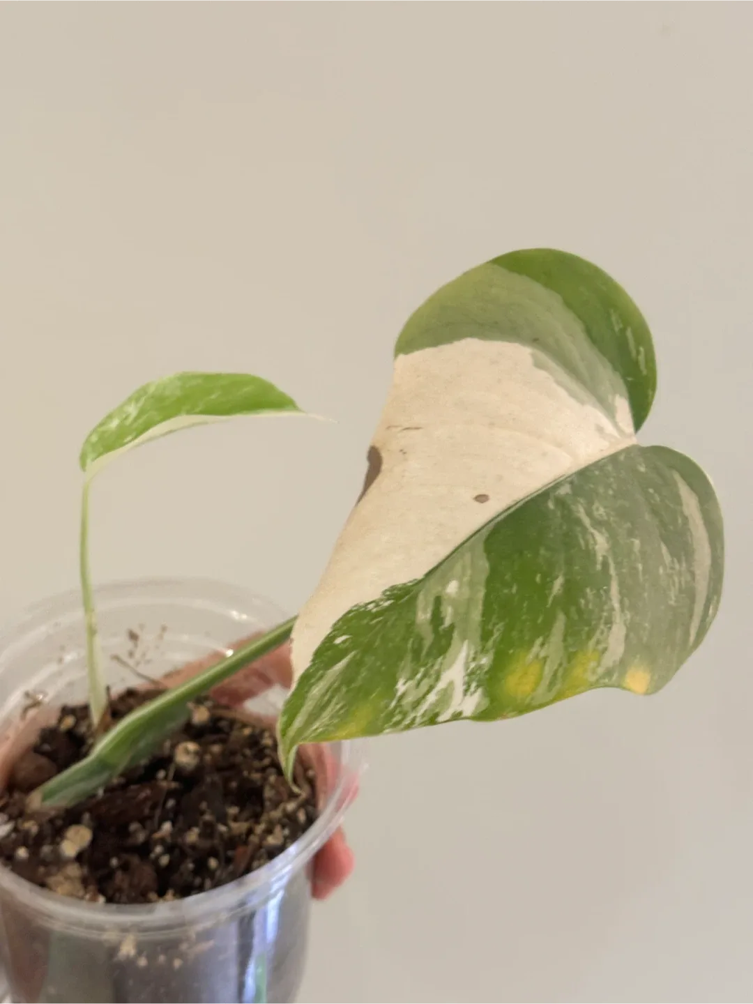 Monstera Deliciosa Albo Variegated Plant B image indicator(2)