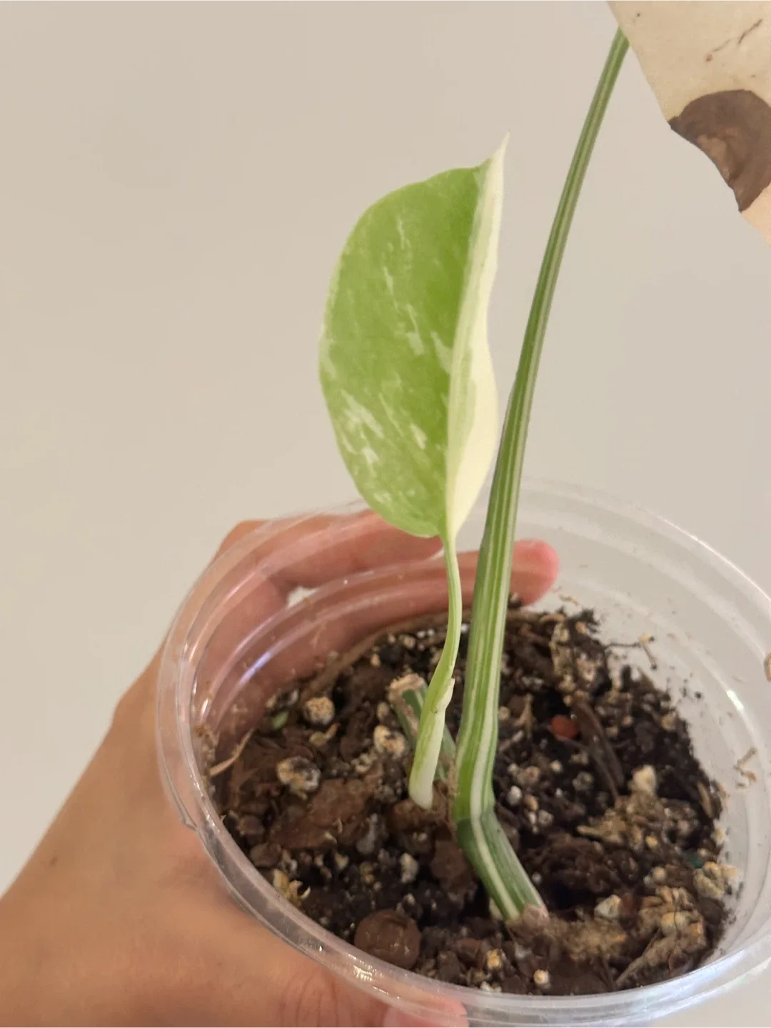 Monstera Deliciosa Albo Variegated Plant B image indicator(3)