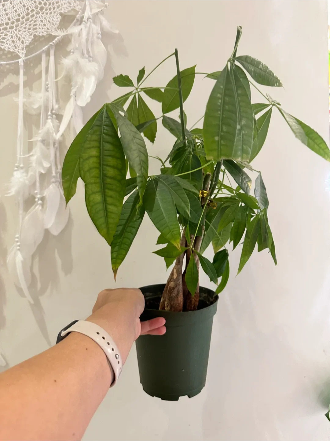 Money Tree Plant