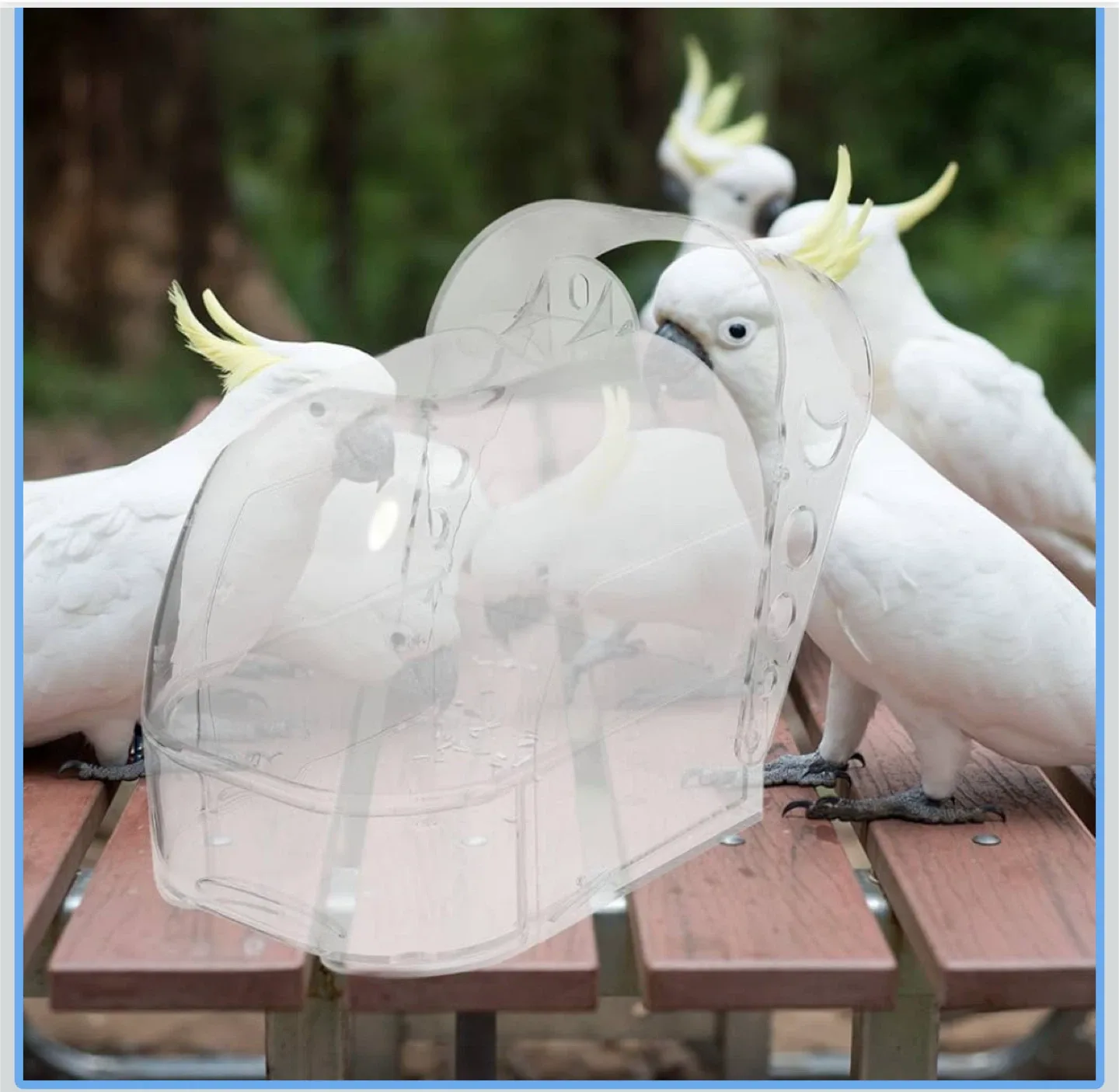 Bird Feeder - Clear Acrylic image indicator(3)