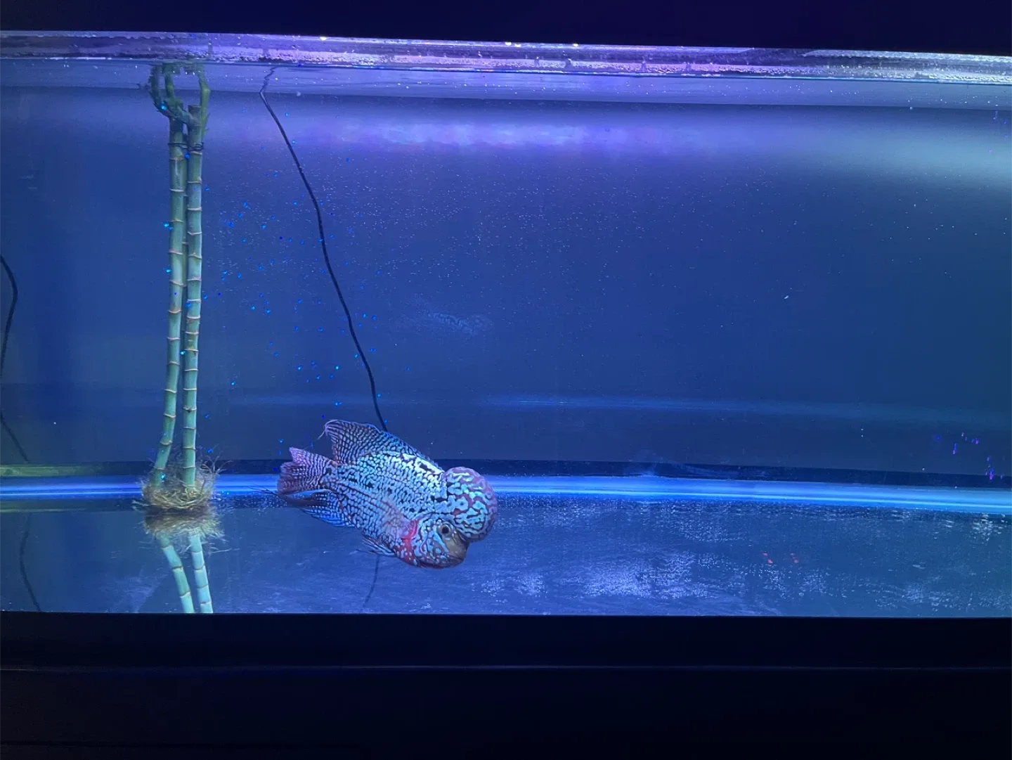 Vip kamfa flowerhorn fish