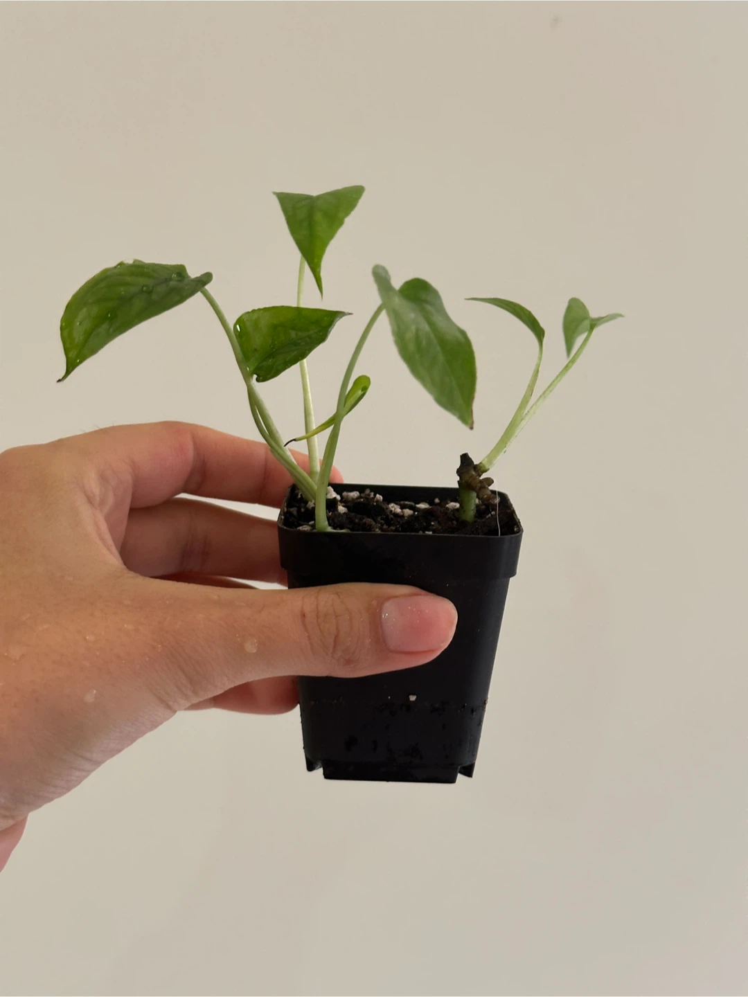 Monstera Siltepecana Plant - photo 2