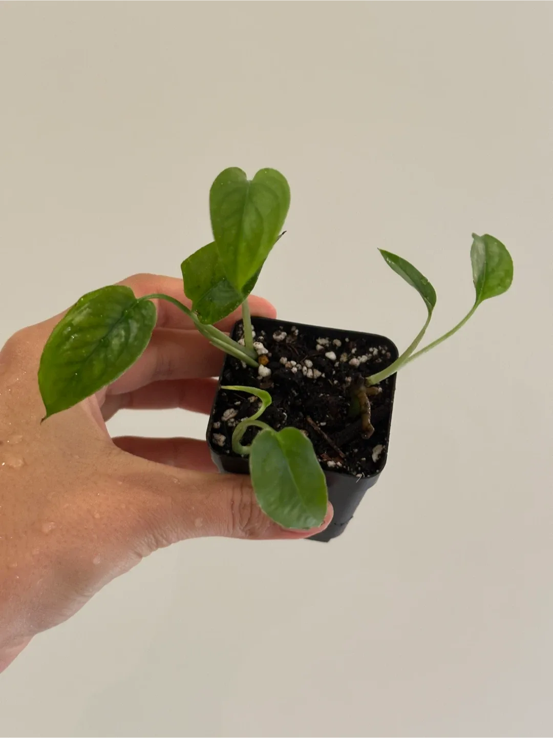 Monstera Siltepecana Plant