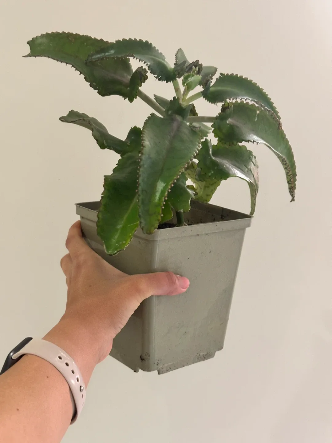 Mother of Thousands Plant