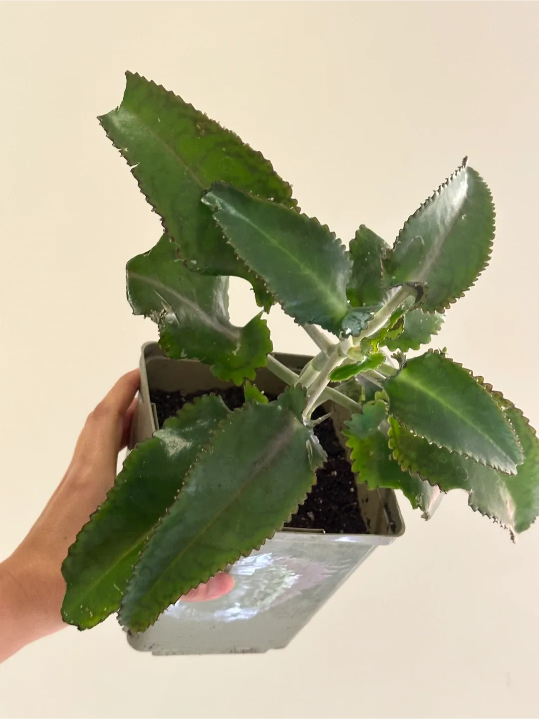 Mother of Thousands Plant image indicator(2)