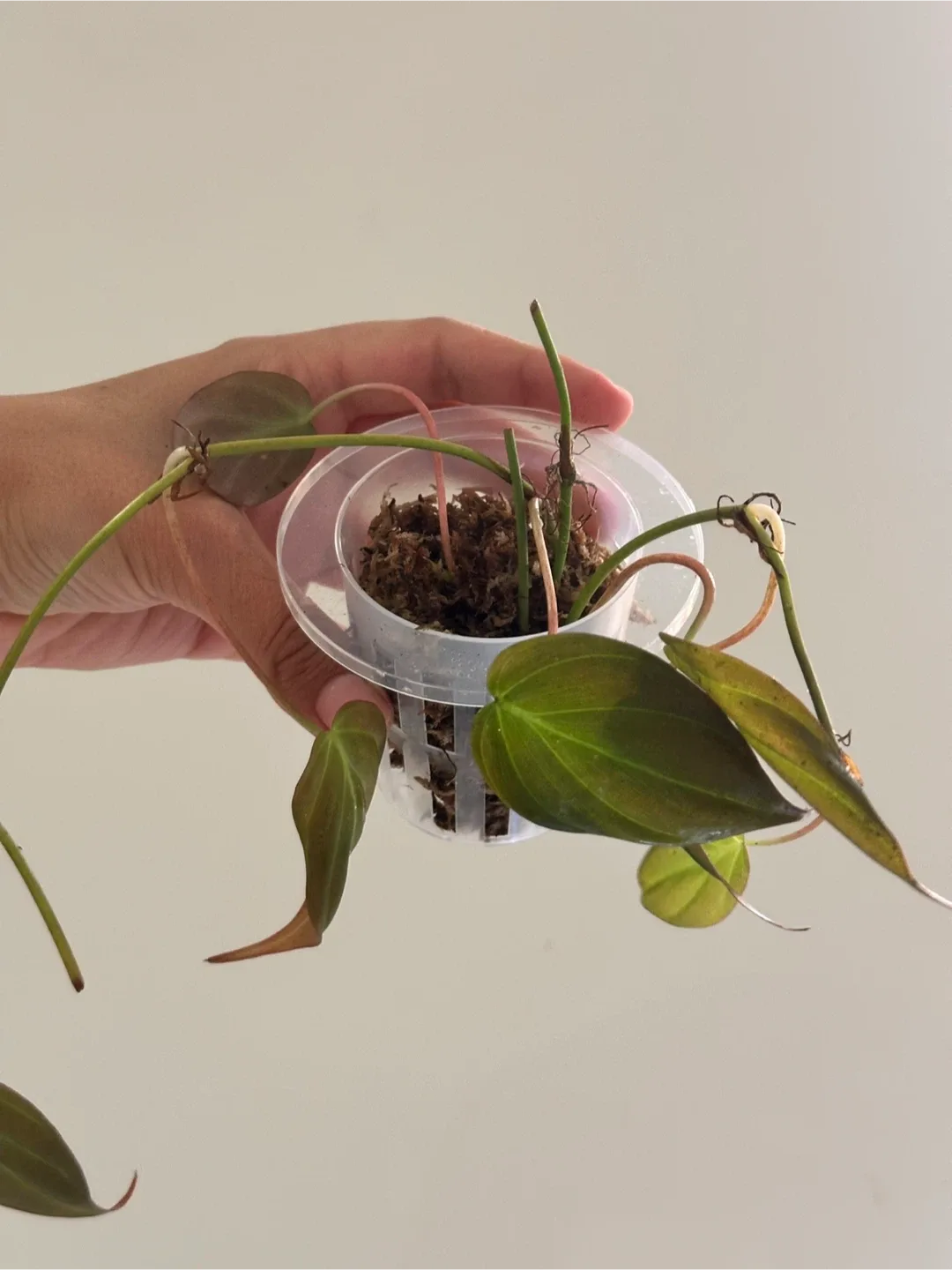 Philodendron Micans Plant image indicator(2)