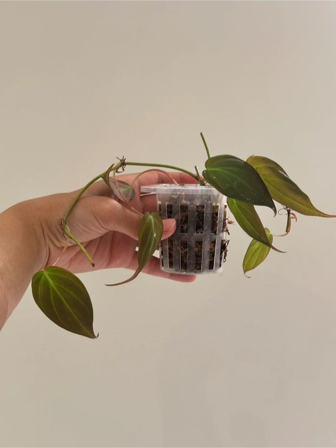 Philodendron Micans Plant