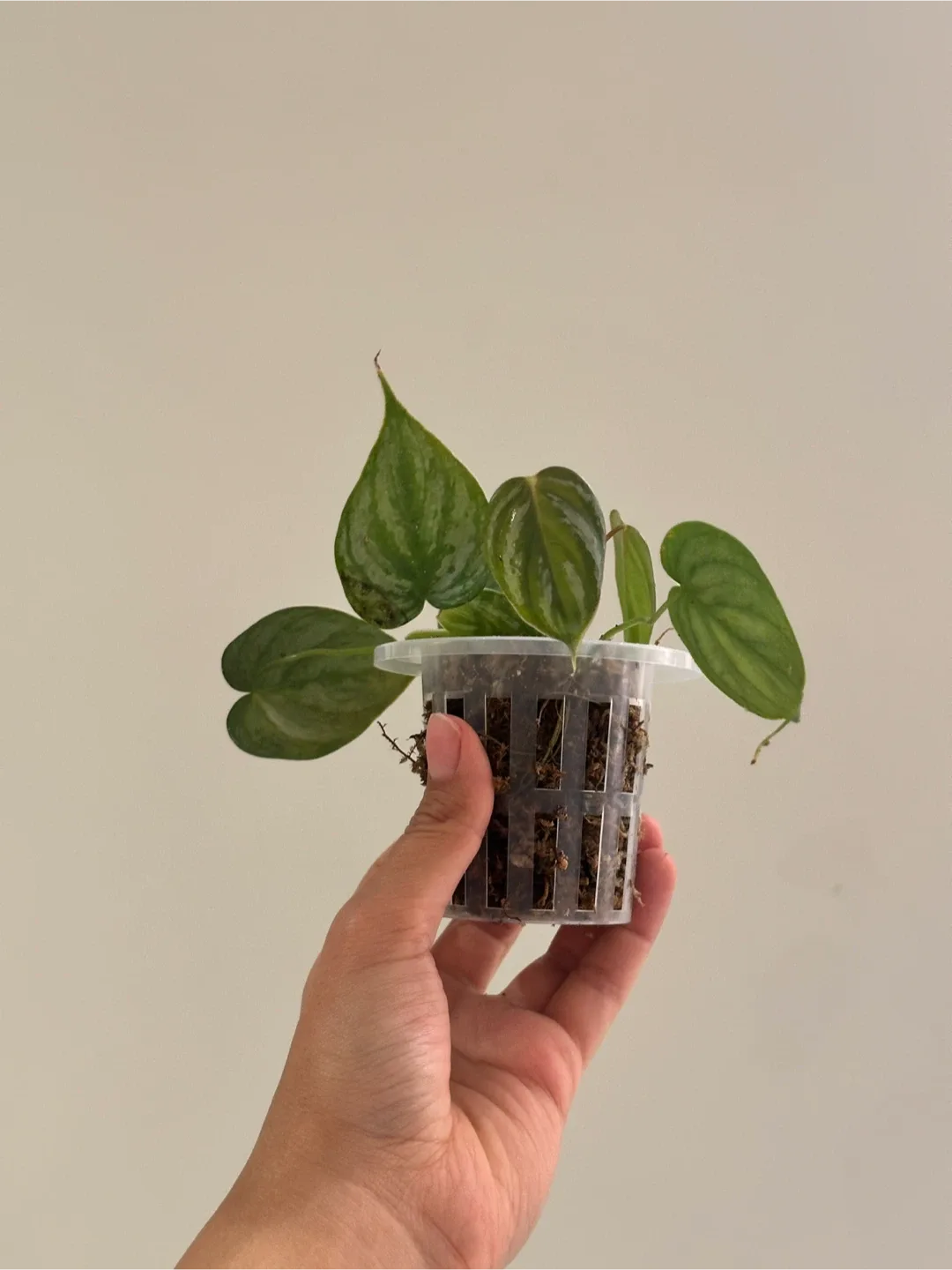 Philodendron Brandtianum Plant