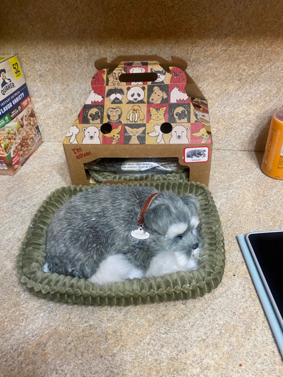 Adopt a pet - photo 2