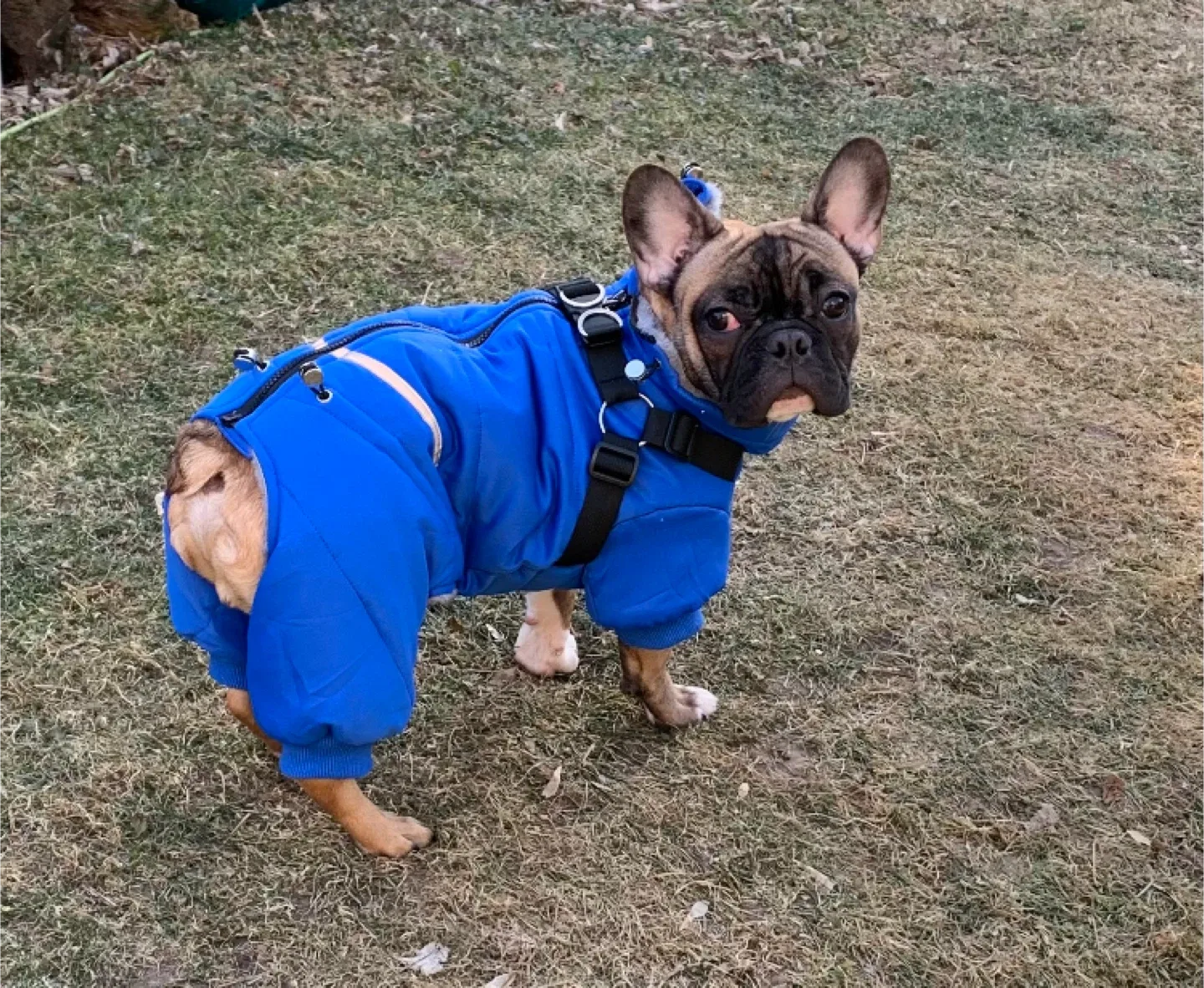 BRKURLEG Blue Dog Winter Coat, Size L image indicator(5)