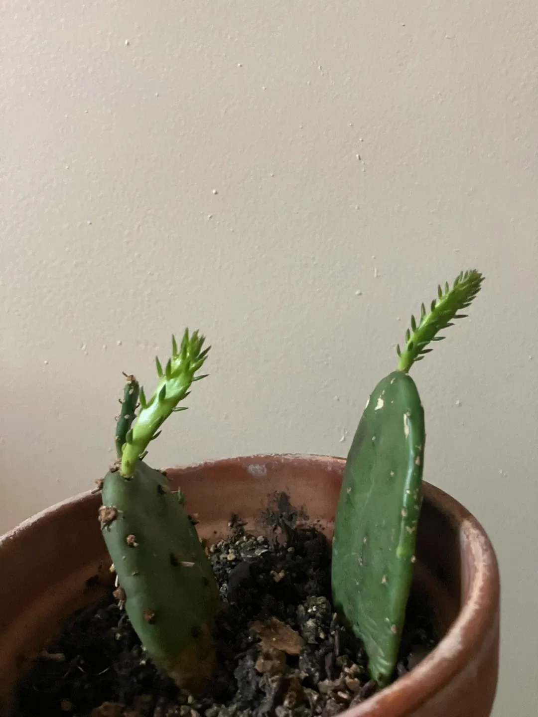 Eastern prickly pear cactus plant(Opuntia humifusa) image indicator(4)