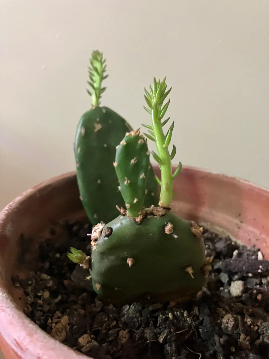 Eastern prickly pear cactus plant(Opuntia humifusa) image indicator(3)