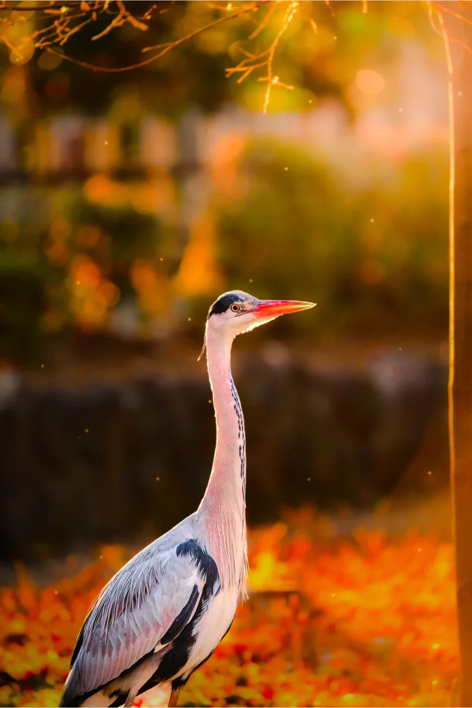 Sigma 150-500mm APO HSM Lens with B+W filter image indicator(10)