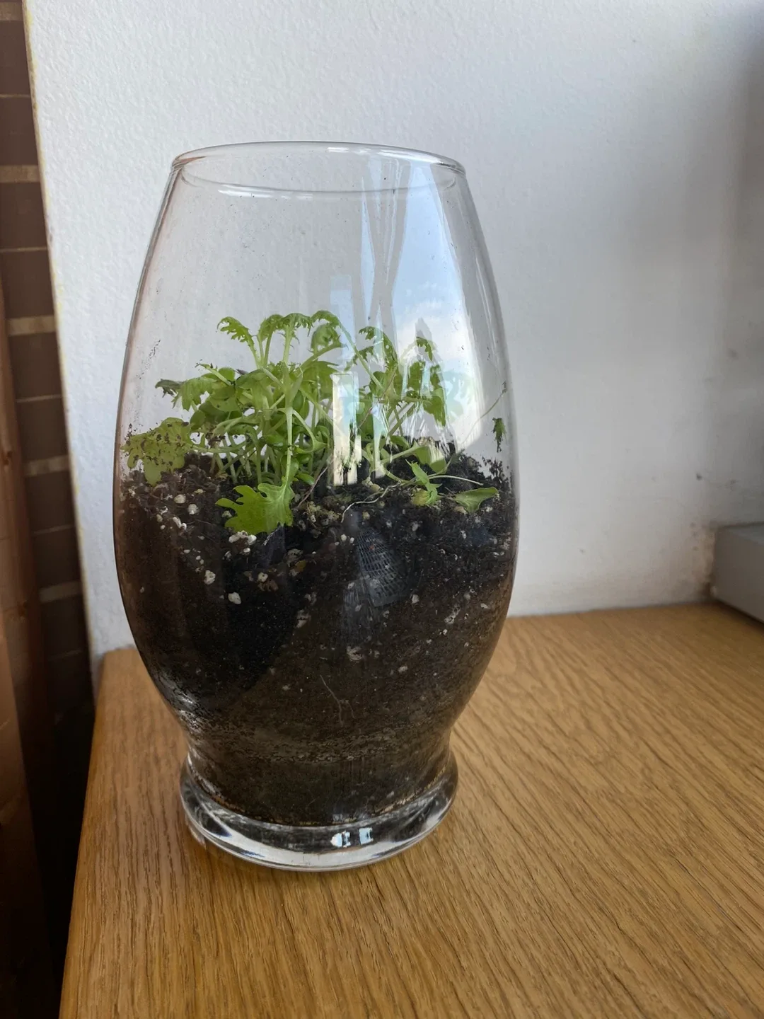 Terrarium with Plant, 9 inches tall