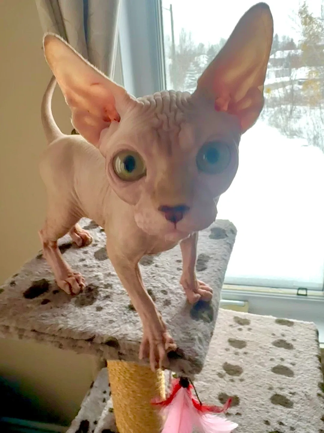 Sphynx kitten image indicator(4)