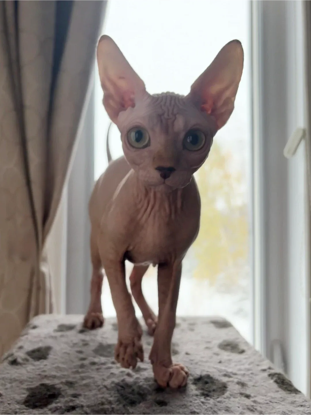 Sphynx kitten image indicator(5)