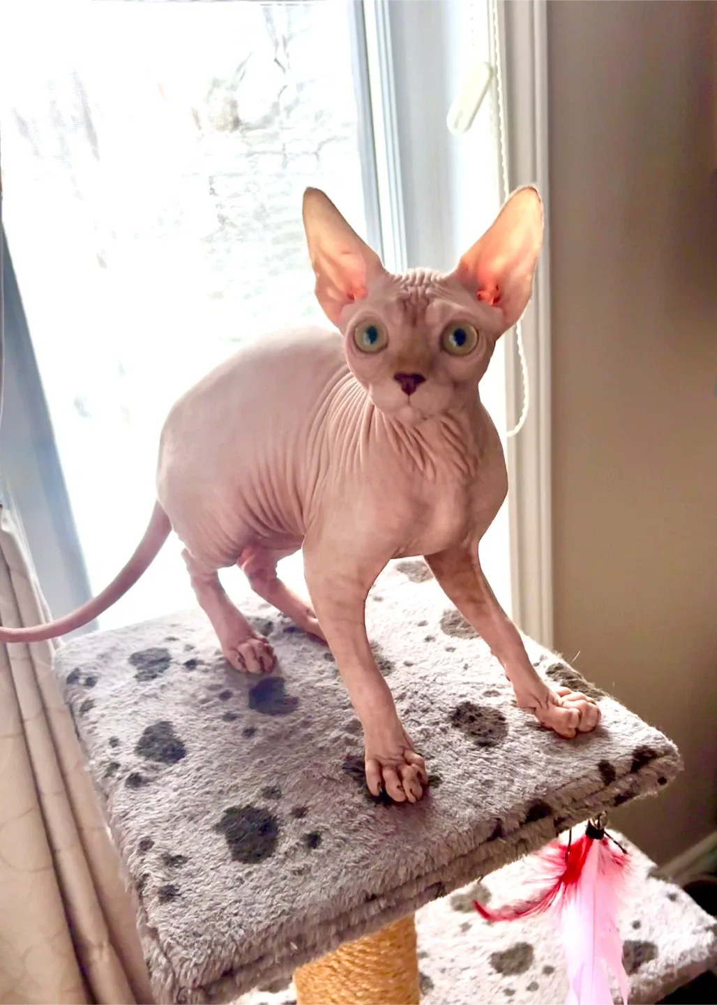 Sphynx kitten image indicator(6)