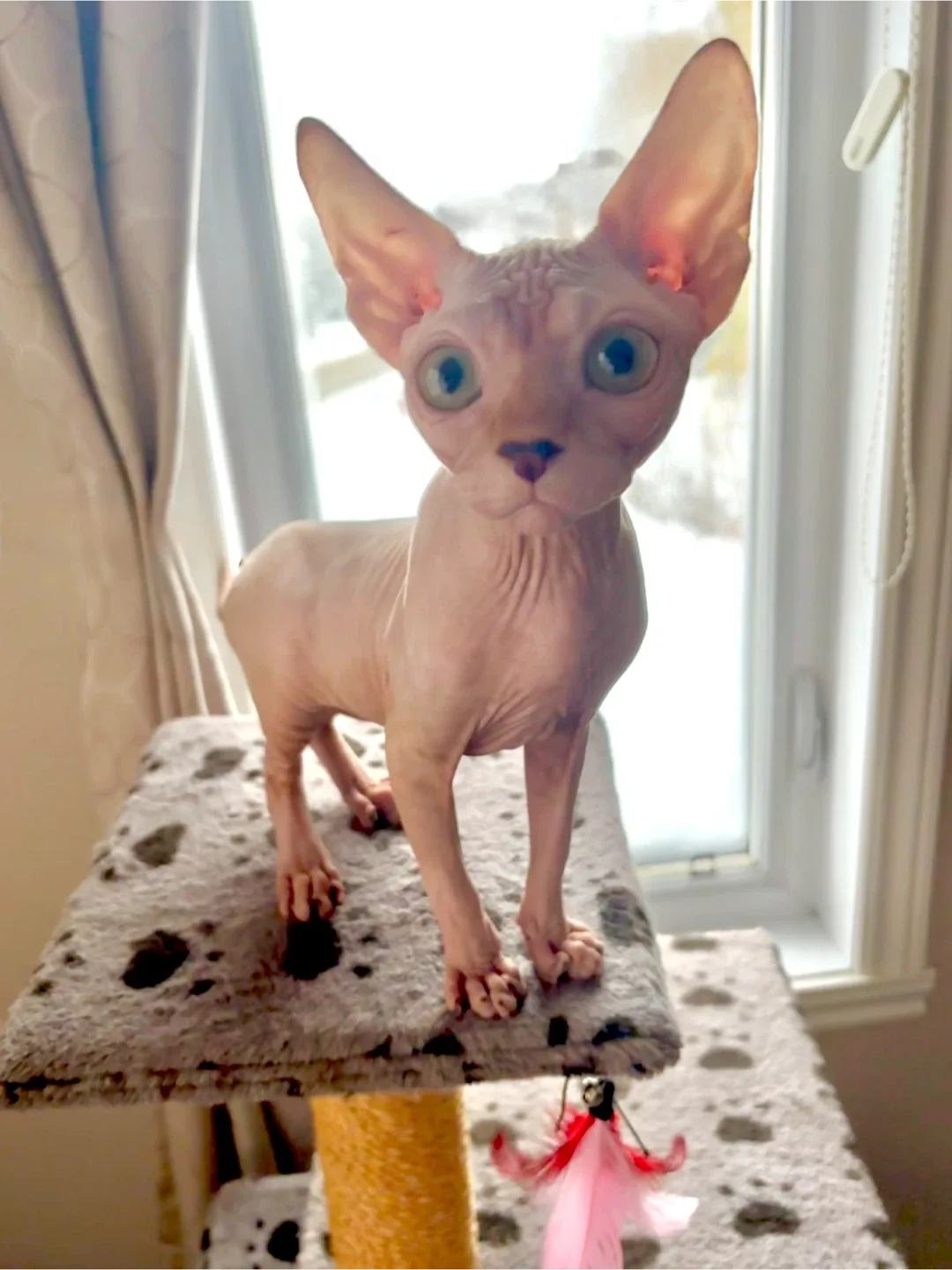 Sphynx kitten image indicator(3)