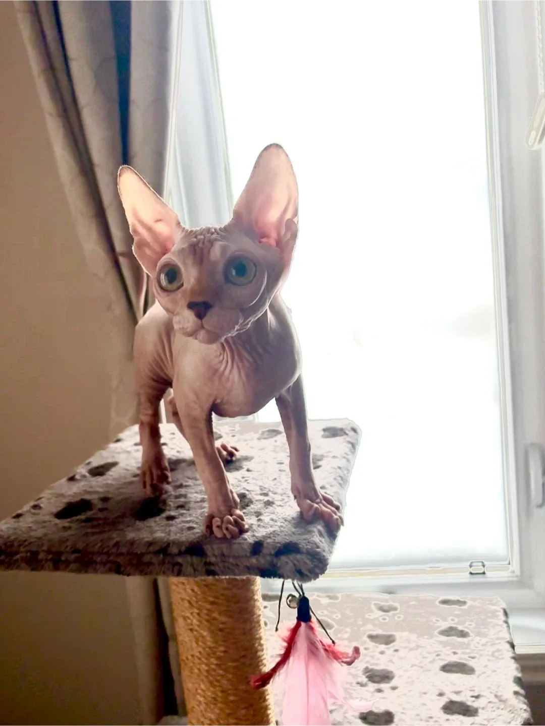 Sphynx kitten image indicator(2)