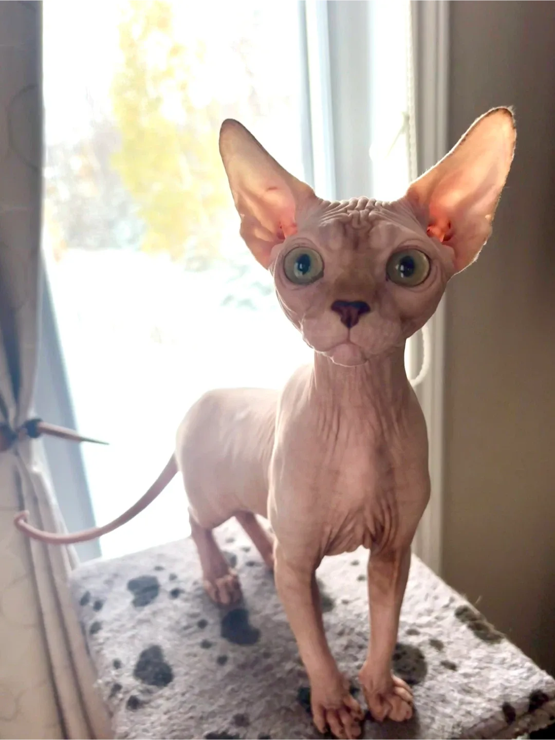 Sphynx kitten image indicator(7)