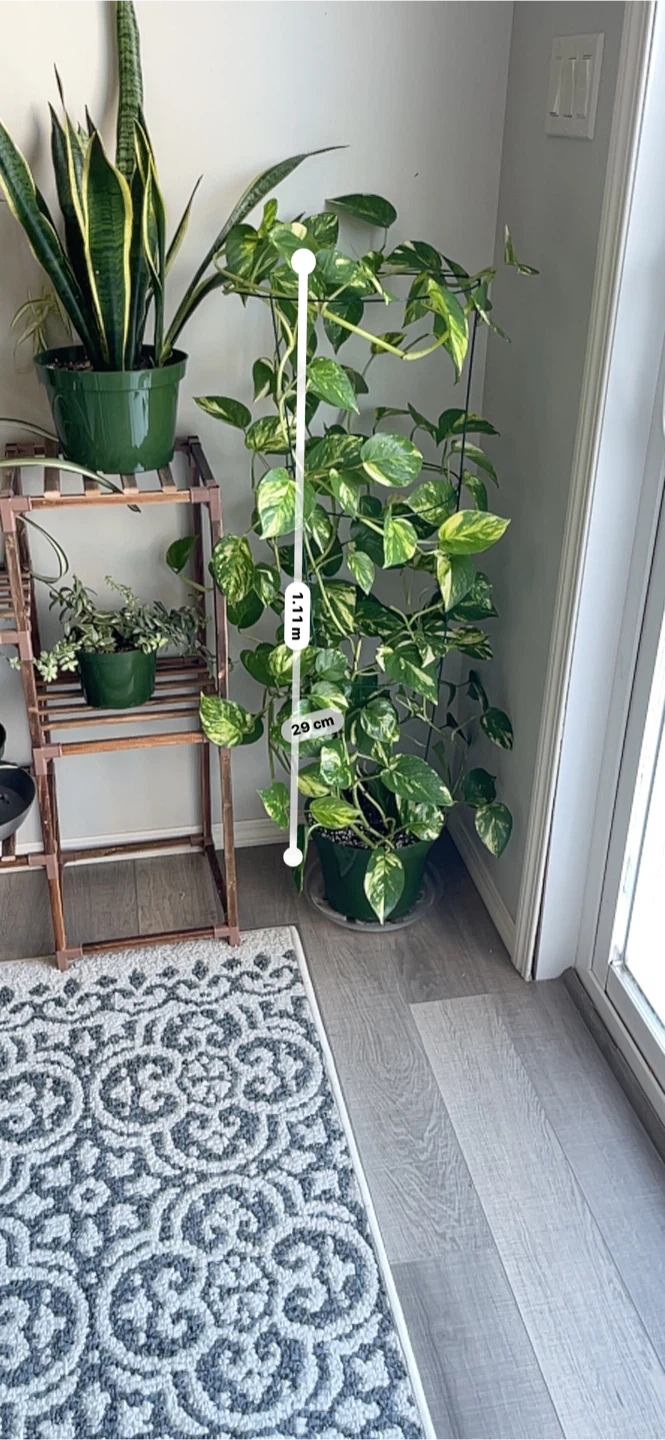 Pothos Plant with Trellis & Pot - photo 4