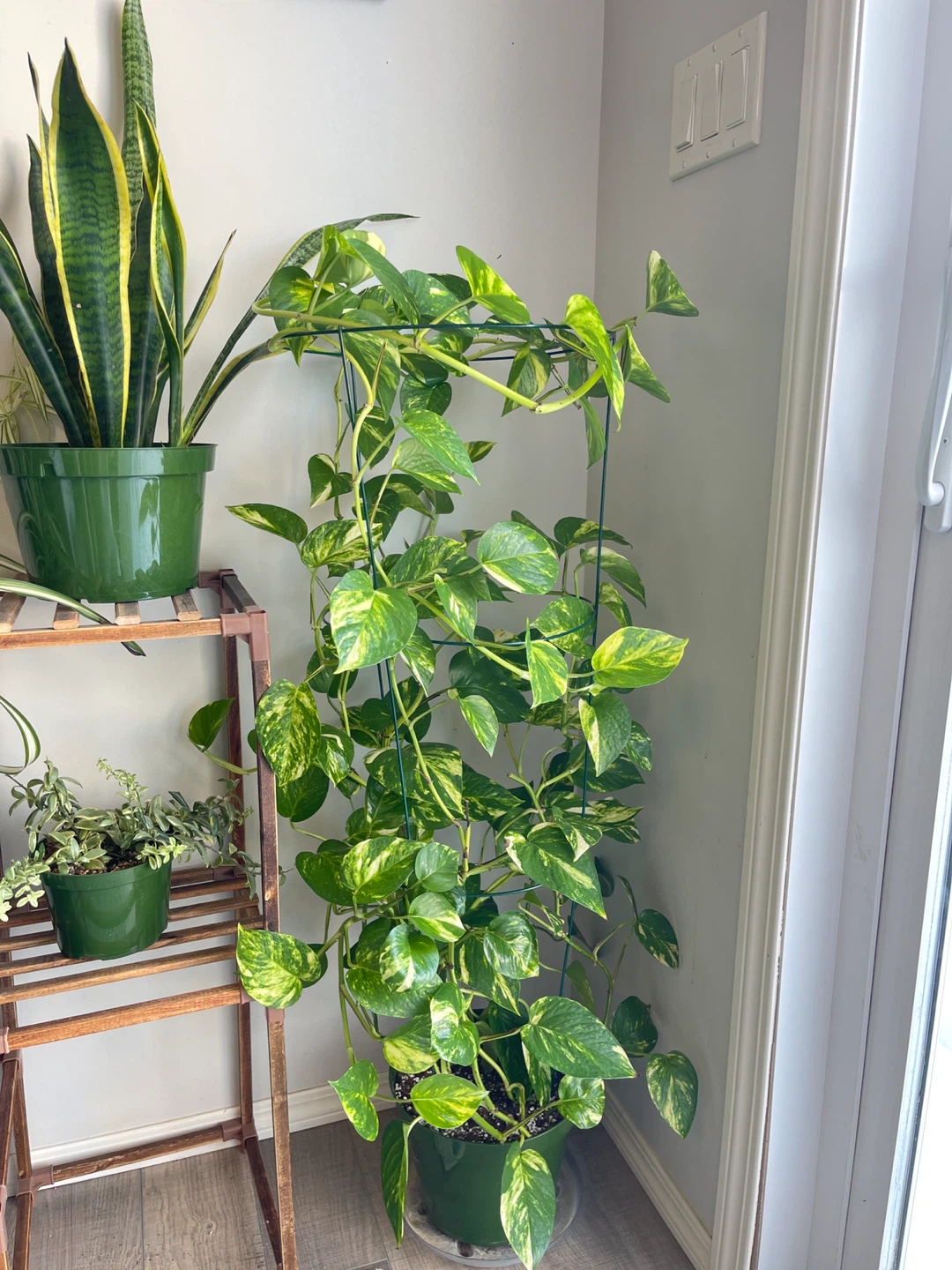 Pothos Plant with Trellis & Pot