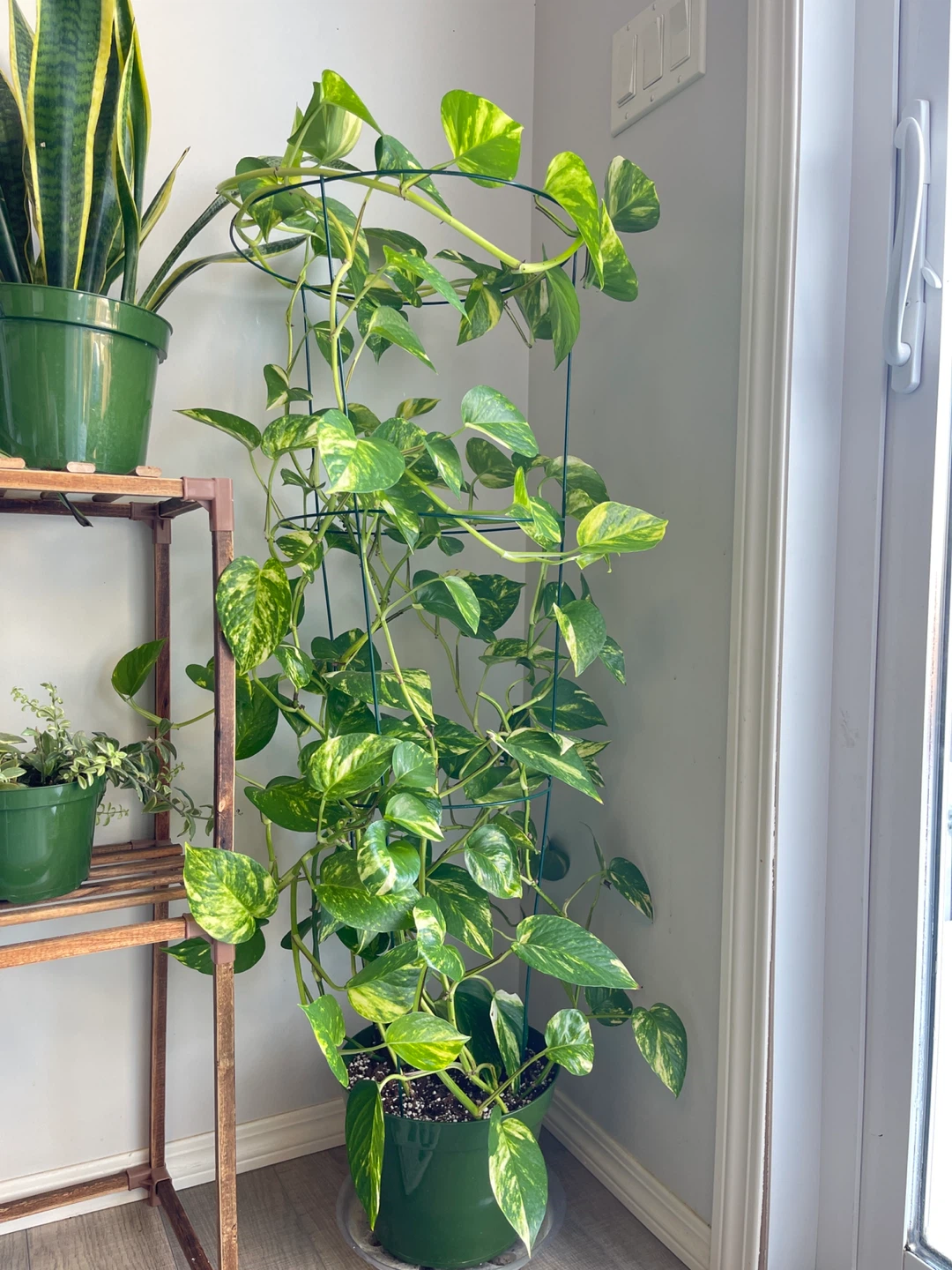 Pothos Plant with Trellis & Pot - photo 3