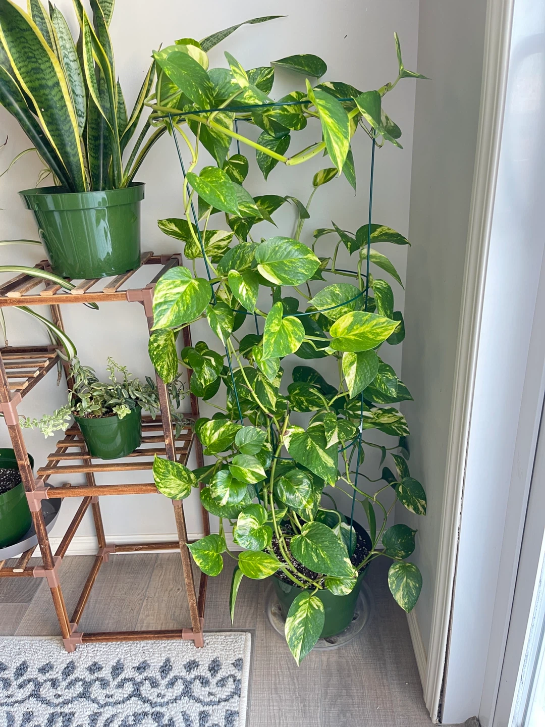 Pothos Plant with Trellis & Pot - photo 2