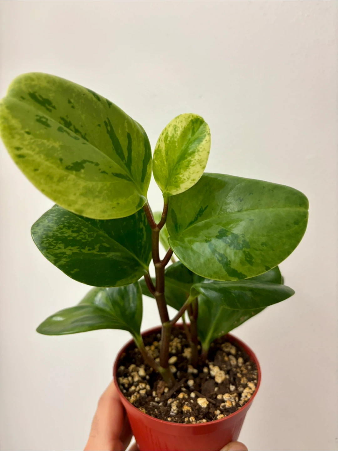 Peperomia Marble