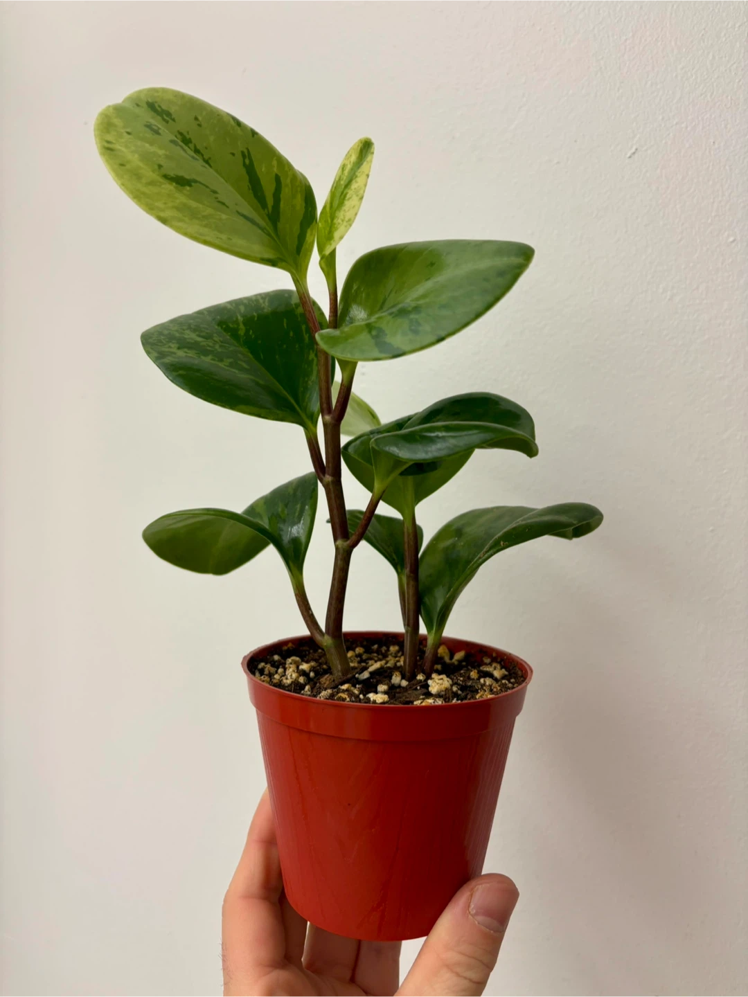 Peperomia Marble - photo 2