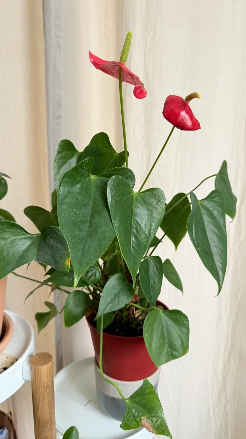 Anthurium Plant