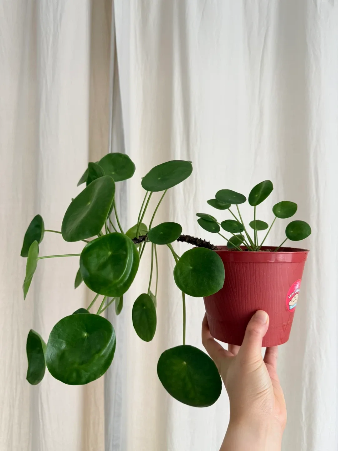Pilea peperomioides Plant - Chinese Money Plant