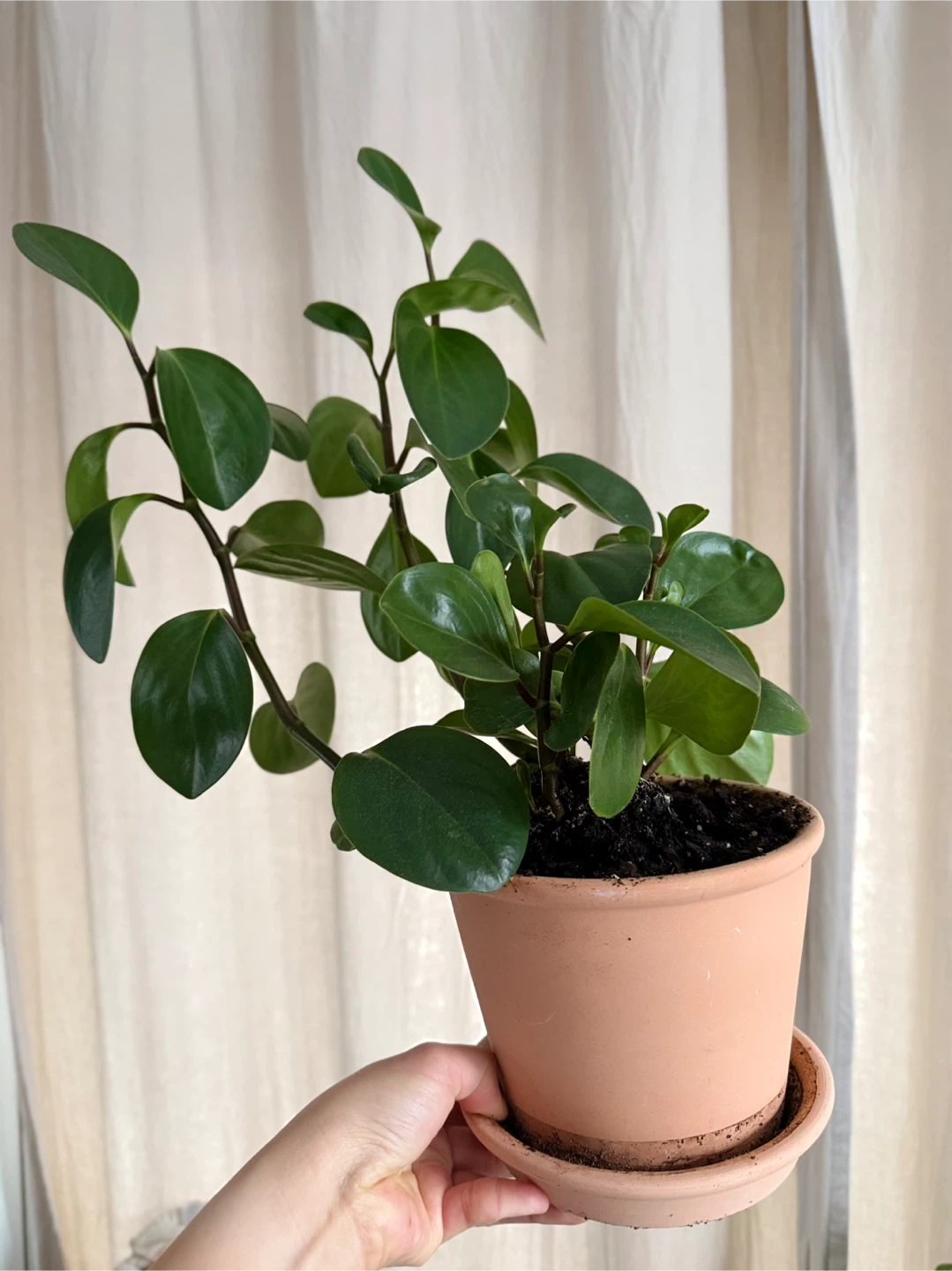 Peperomia Obtusifolia Plant - photo 4