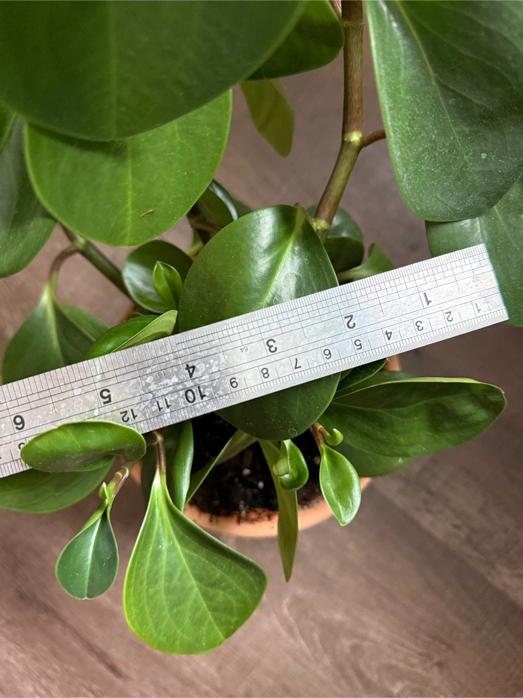 Peperomia Obtusifolia Plant - photo 2