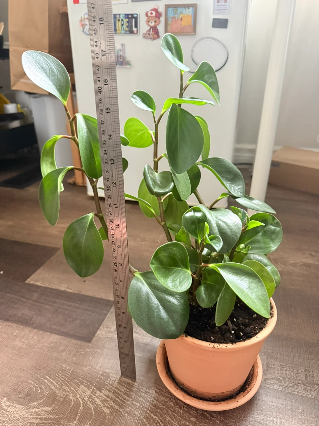 Peperomia Obtusifolia Plant