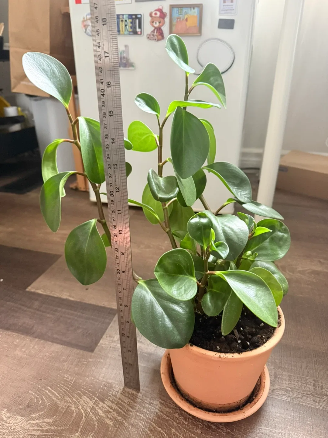 Peperomia Obtusifolia Plant