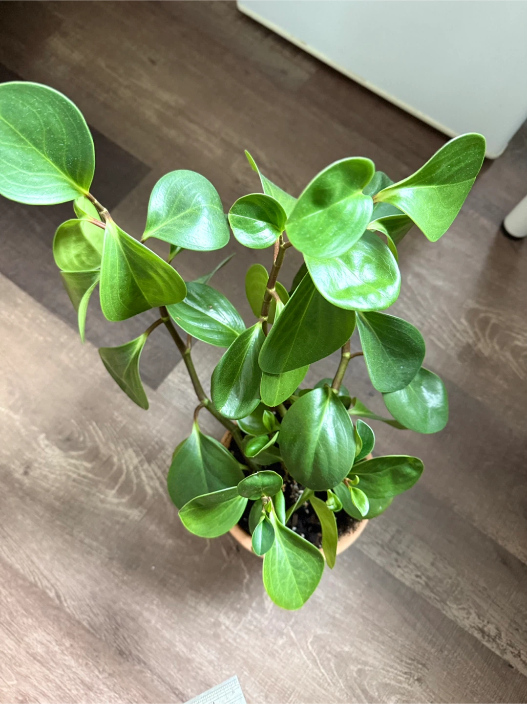 Peperomia Obtusifolia Plant - photo 3