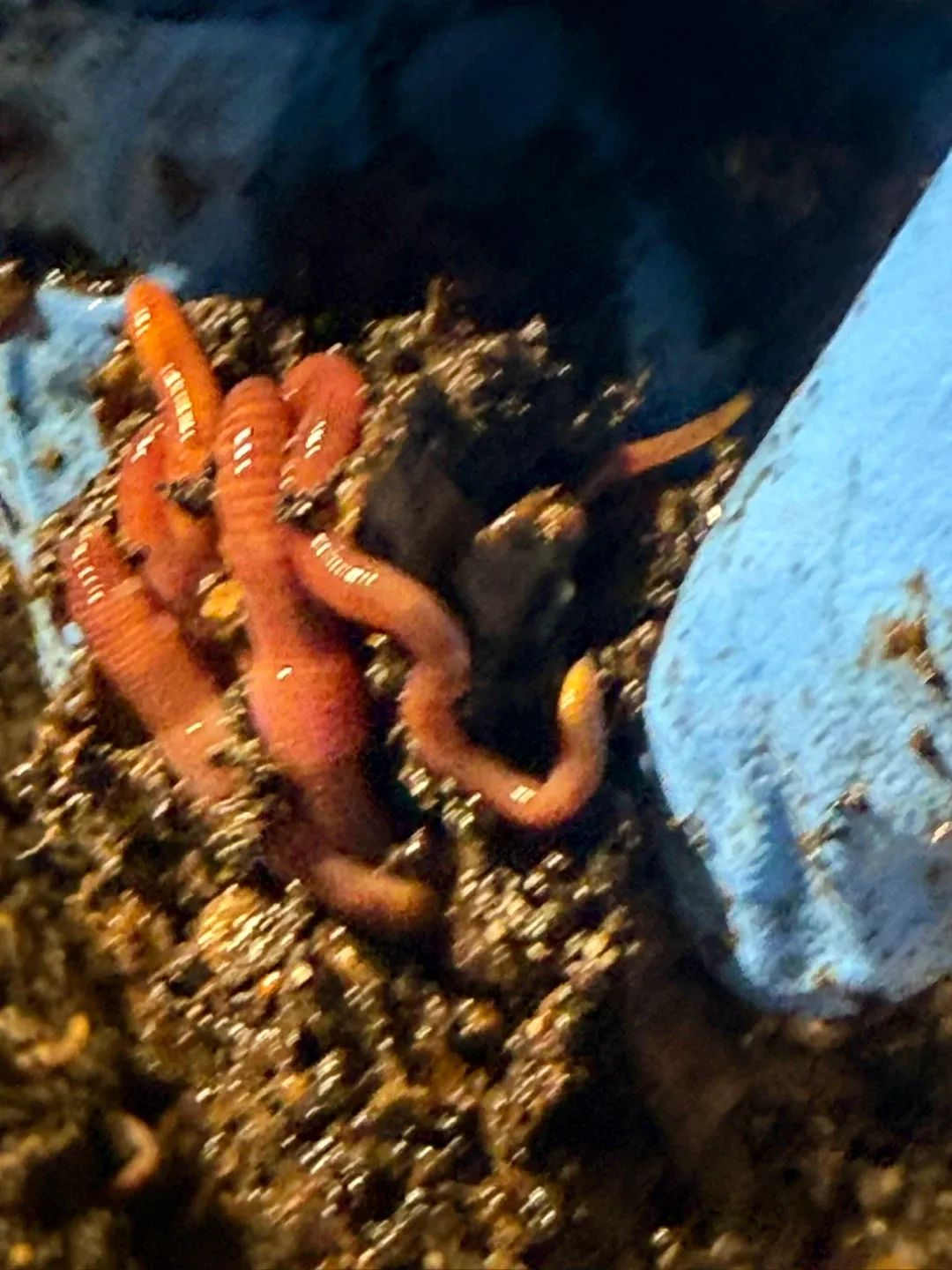 Worm Composting Bin – Perfect for Kitchen Scraps! image indicator(2)