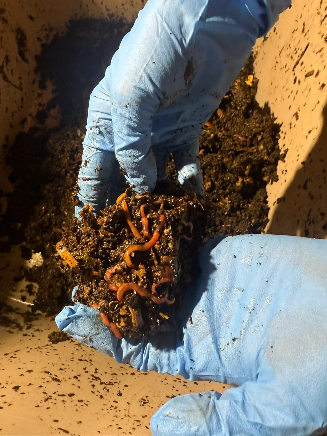 Worm Composting Bin – Perfect for Kitchen Scraps! image indicator(3)