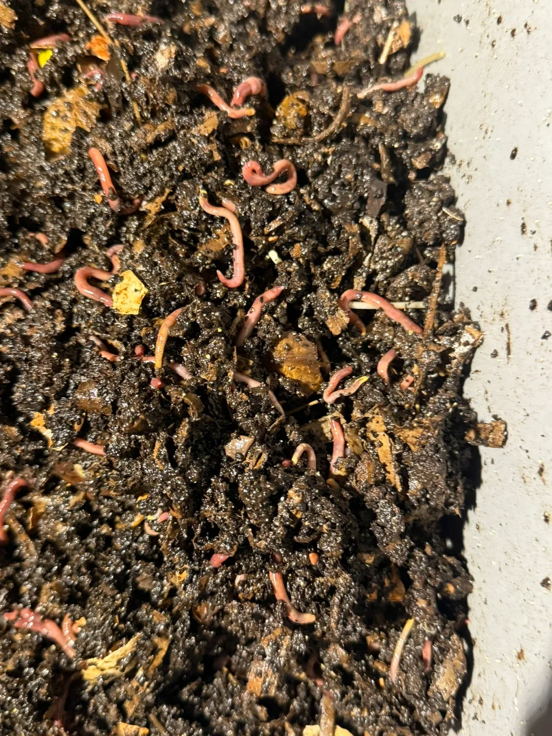 Worm Composting Bin – Perfect for Kitchen Scraps!